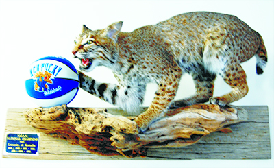 Kentucky Wildcats